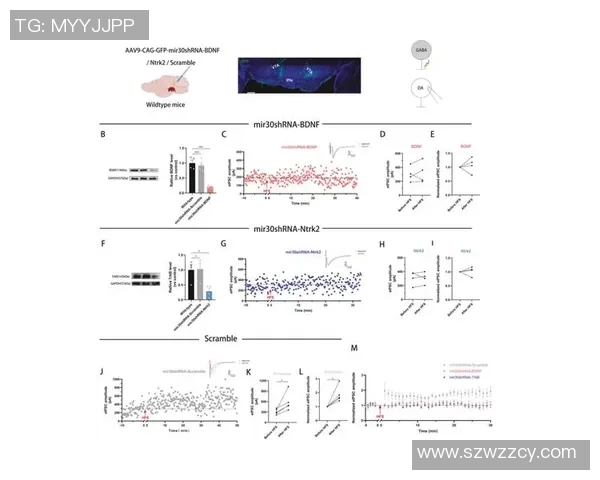 数据分析揭示WE团队协作表现的优势与改进空间 数据分析揭示WE团队协作表现的优势与改进空间